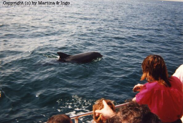 03_dingle.jpg - Funghi, ein Delphin, der in der Dingle-Bucht lebt.